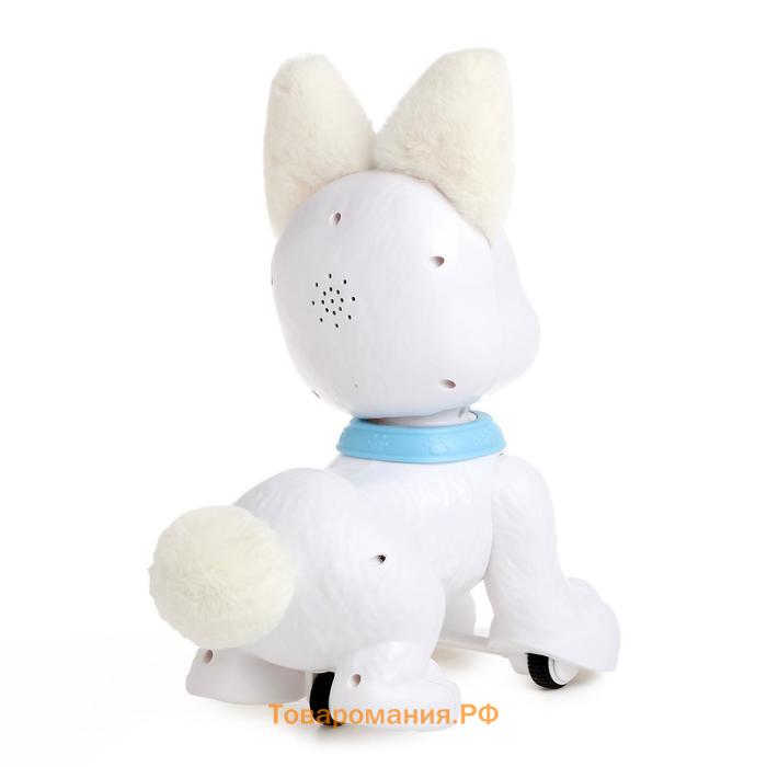 Робот-собака «Милый корги», радиоуправляемый, световые и звуковые эффекты, работает от аккумулятора, цвет белый